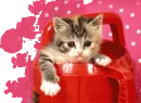 kitty