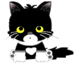 black kitty