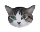 cute kitty