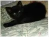 Kitty