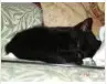 kitten