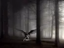 dark 