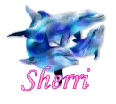 Sherri - Dolphins