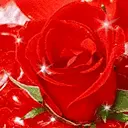 rose