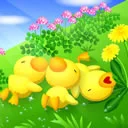 chicks