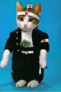 cat.karate ?