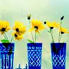 Daisys