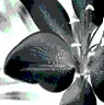 Black Flower