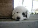Emo Puppy