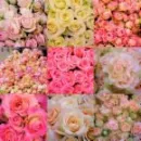 roses