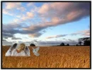angel in a wheat field
