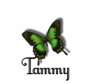 Tammy butterfly