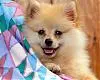 dog on bed