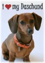i love my daschound