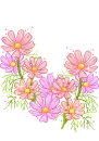 pink daisys