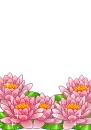 pink water lily