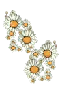whire daisys