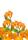 orange lily