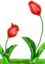 red tulips