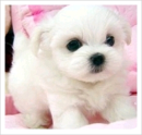 cute white puppy