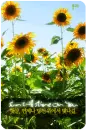 sun will shine on you beautiful sunflower