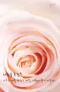beautiful rose flower