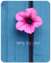 pink flower