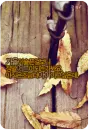autumn tree leaves