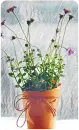 rain plant