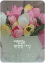 tulip flowers