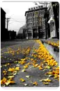 autumn leaves on the road