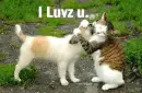 puppy and cat :)