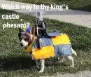 Knight dog