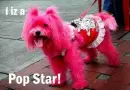 Pop star dog!