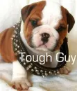 puppy with a spiked collar 