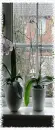 plant in front of the window, rain outside