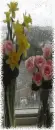 plant in front of the window, rain outside
