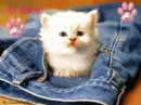 Kitty-Hi There! (By:CassandraJD)