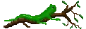 Lizard