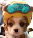 Doggy pilot