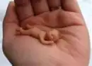 Tiny Baby