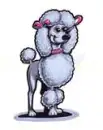 Poodle