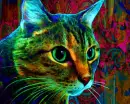 trippy*kitty