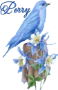bluebird~Perry