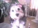 doggie being cute