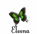 Eleena butterfly