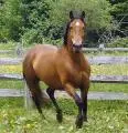 horse