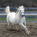 horse