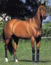 horse