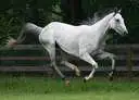 horse